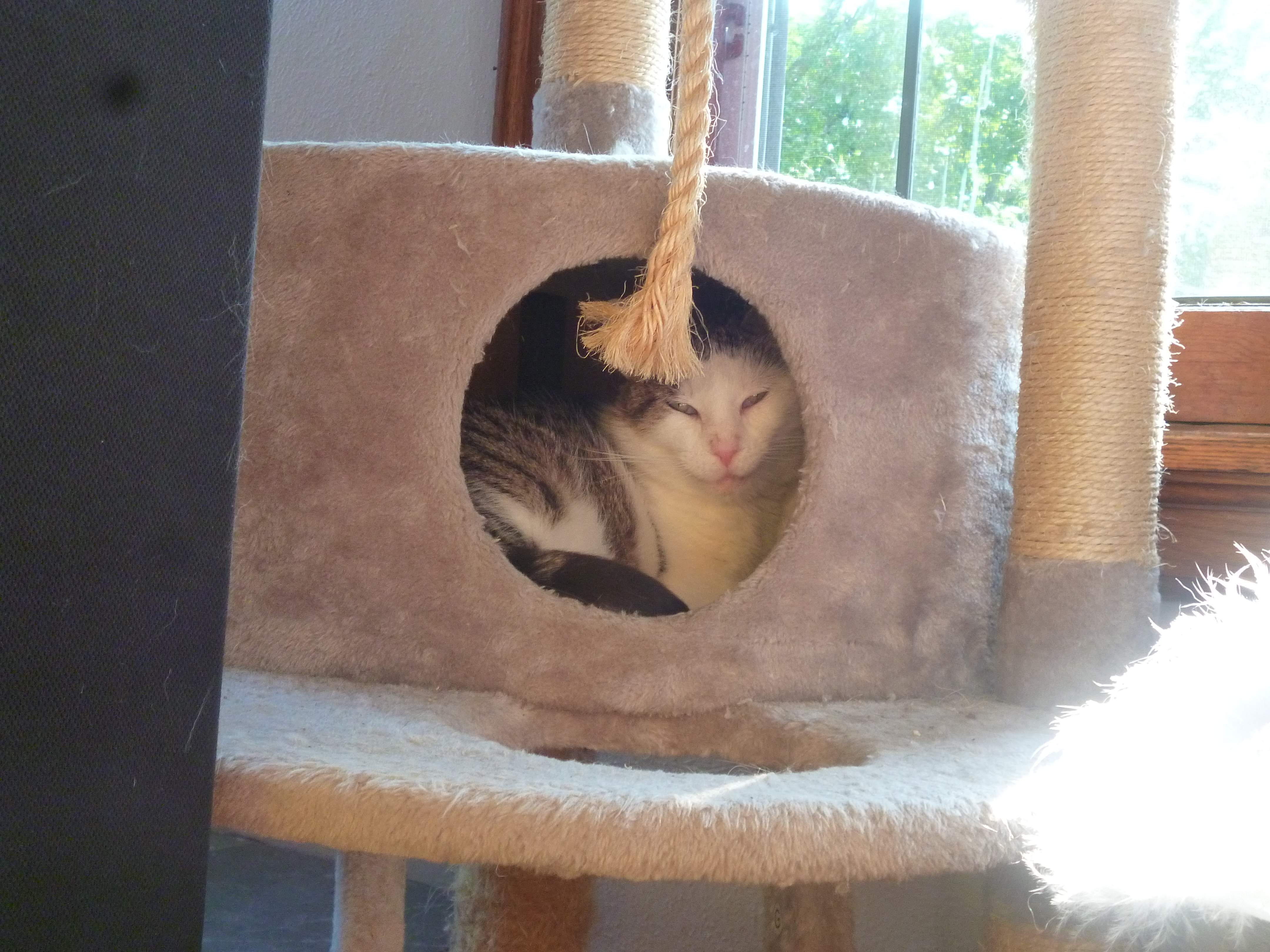 Herman looking all cozy like in his cat tree.