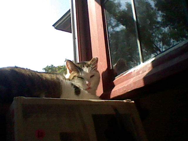 Herman sitting on a box in front of an open window sticking his tongue out.