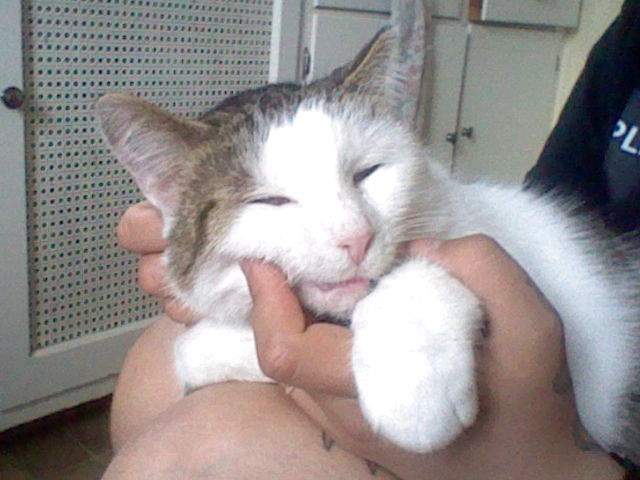 Herman in David's arms getting scritches.