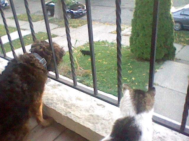 Herman and Bobby looking over the edge of the porch at a black cat standing in the yard.