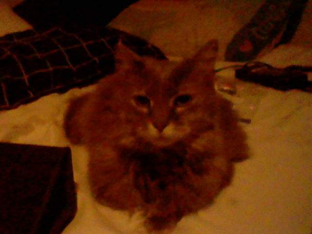 Teala sitting on Badger's bed.