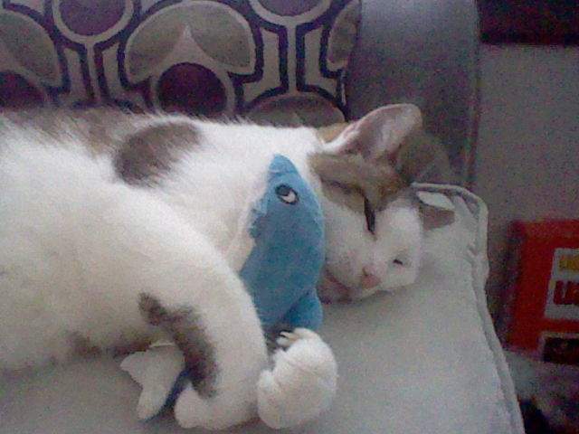 Herman holding a small plush dolphin.