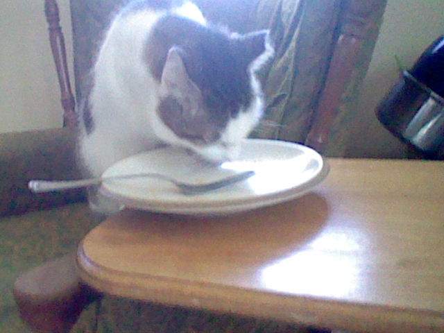 Herman (cat) licking off a plate on a side table.